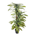 Lemon lime dracaena indoor plant for modern decor