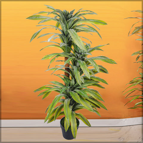 Dracaena Deremensis Lemon Lime indoor plant