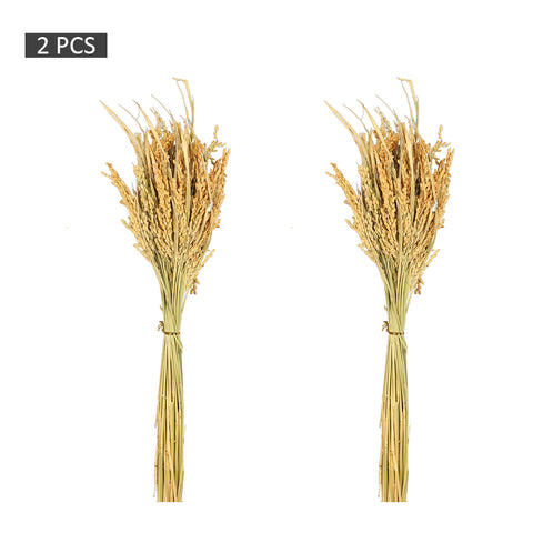 Green Dried Rice Stalks