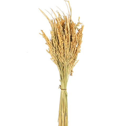 Green Dried Rice Stalks