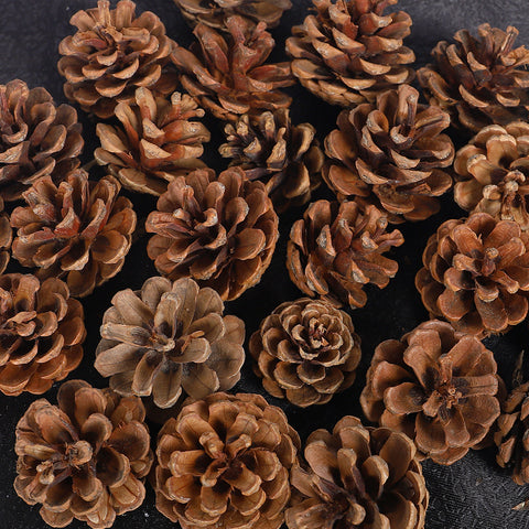 Dried Pine Cones