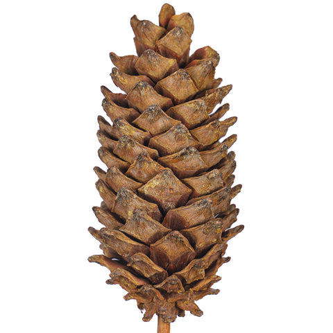 Christmas Natural Pinecone in Stick