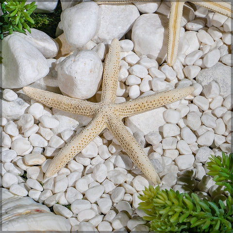 Natural Starfish