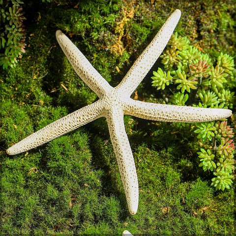 Natural Starfish