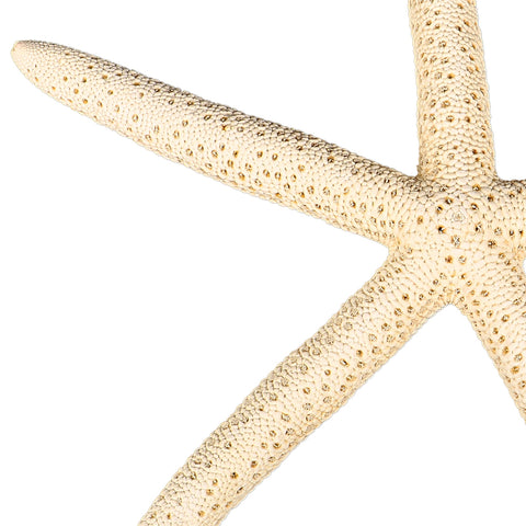 Natural Starfish