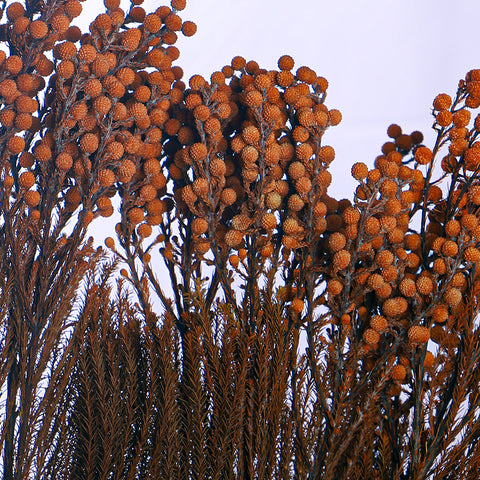 Preseved Dried Flowers