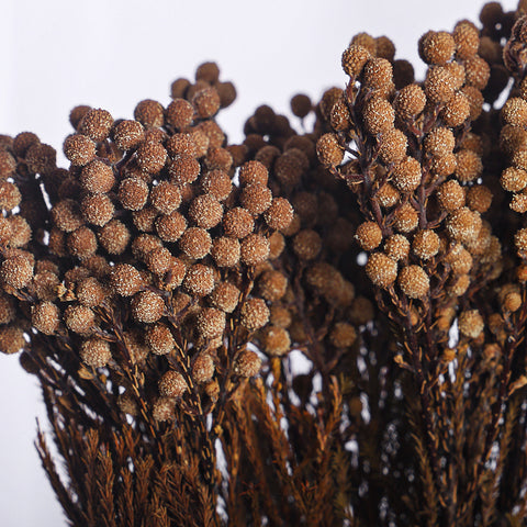 Preseved Dried Flowers