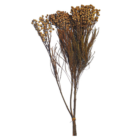 Preseved Dried Flowers