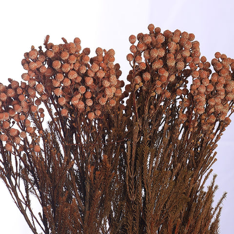 Preseved Dried Flowers