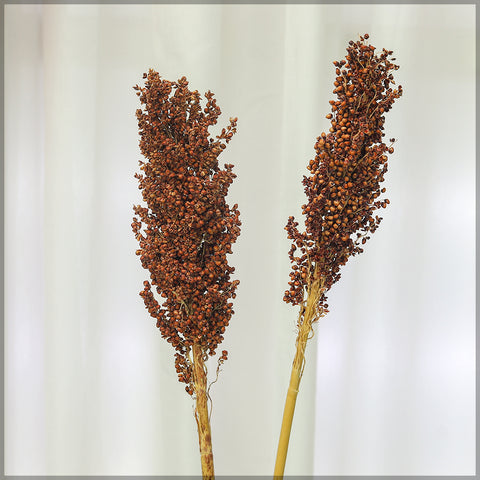 2pcs Natural Dried Sorghum Flower