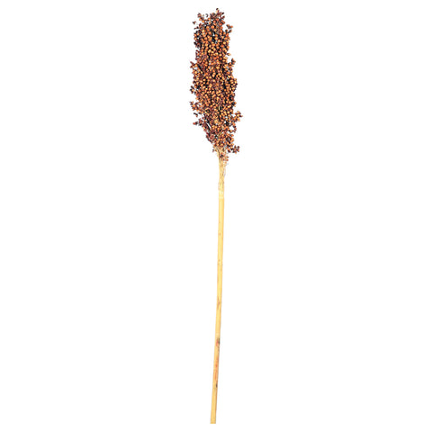 Natural Dried Sorghum Flower