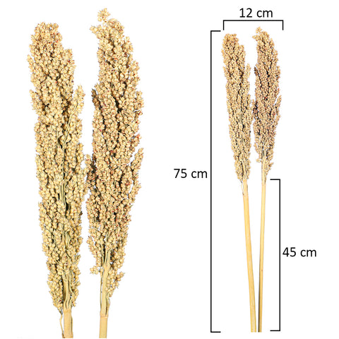 Natural Dried Sorghum Flower