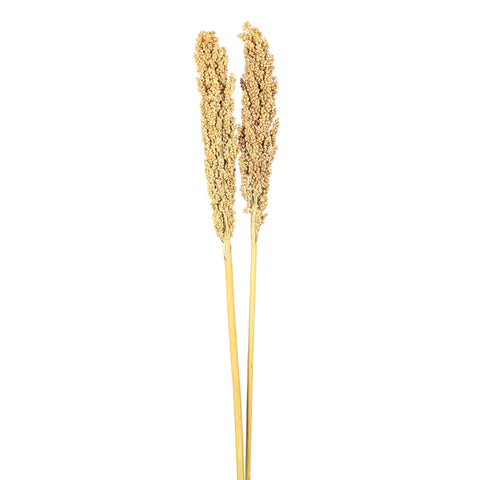 Natural Dried Sorghum Flower