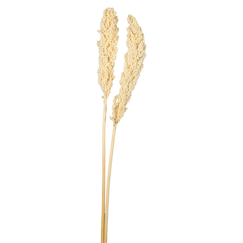 Natural Dried Sorghum Flower