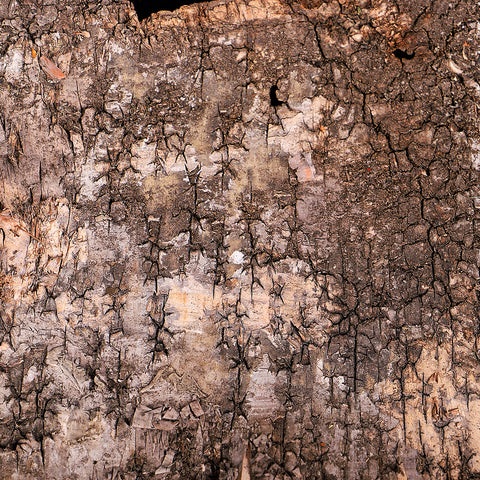 Natural Tree Bark Slices