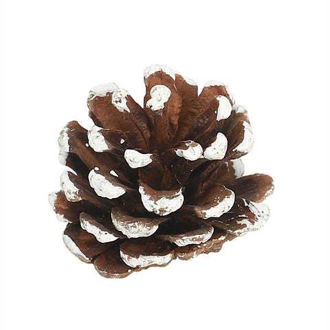 Natural Dried Pine Cones