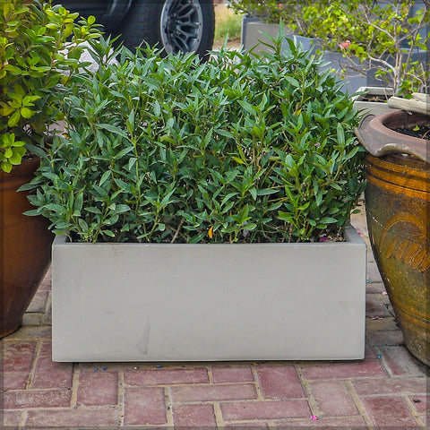 Elegant light concrete trough planter for gardens