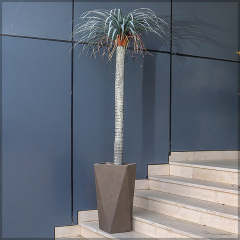 Geometry style concrete planter for indoor spaces