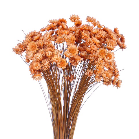 Natural Dried Star Flower Blossom