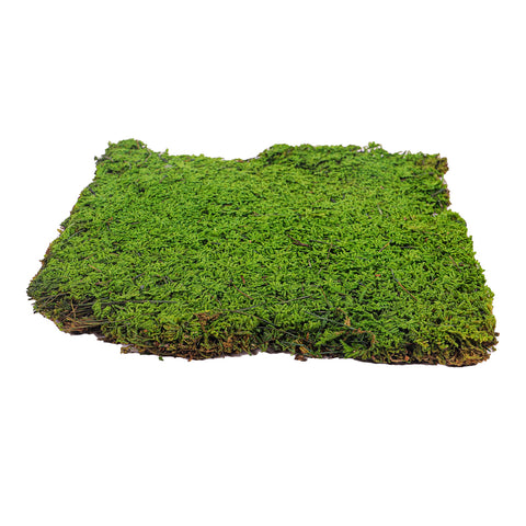 Natural Preserved Dried Moss Sheet