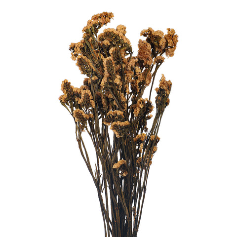 Preserved Dried Statice Sinuata Flower