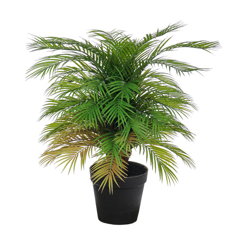 Areca palm decoration adding vibrant greenery to indoor spaces