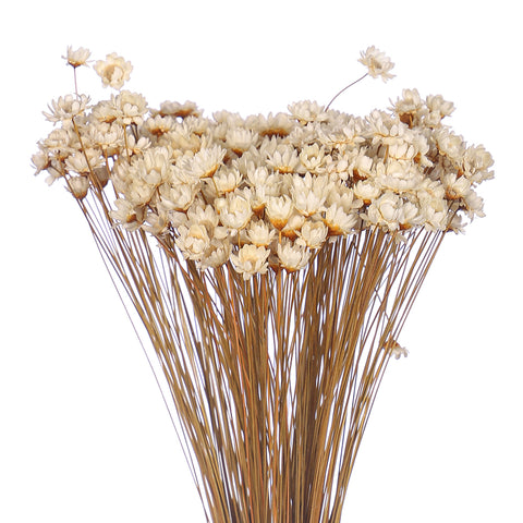 Natural Dried Star Flower Blossom