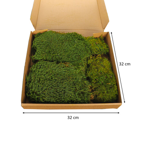 Green Dried Preserved Moss Pieces