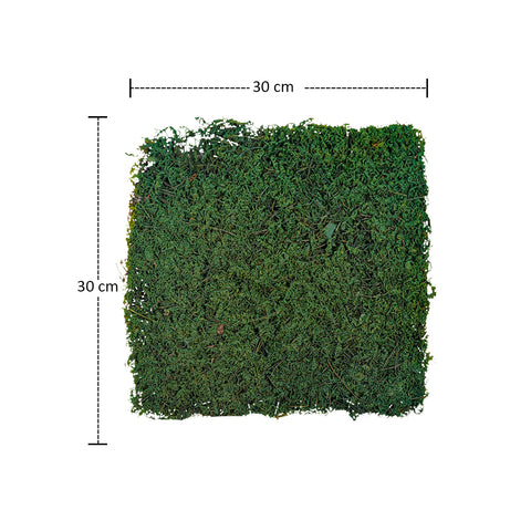 Natural Preserved Dried Moss Sheet