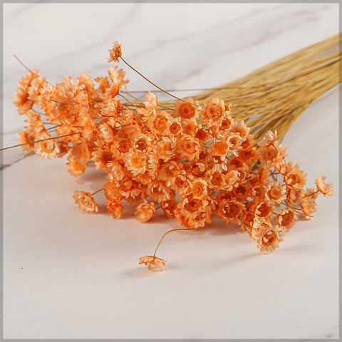 Natural Dried Star Flower Blossom