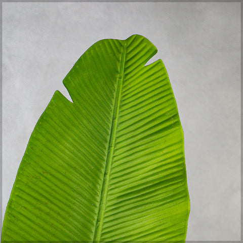 Lifelike tropical banana leaf stem