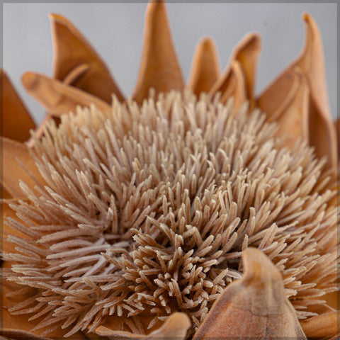 Artificial Dried Protea Flower