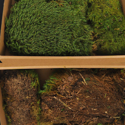 Green Dried Preserved Moss Pieces