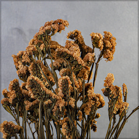 Preserved Dried Statice Sinuata Flower