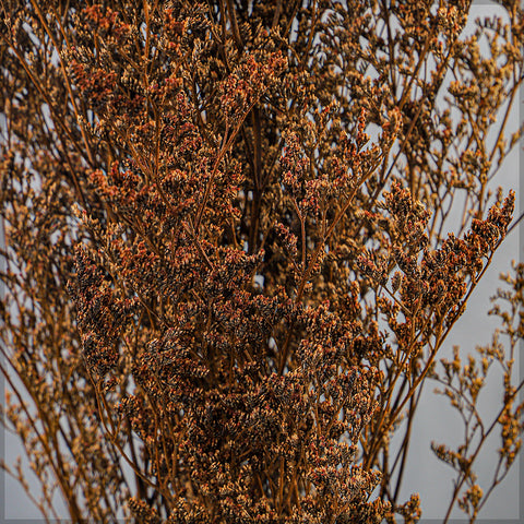 Dried German Statice Flower