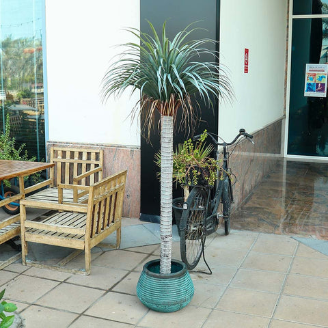 Artificial Dracaena Plant for Stylish Home Interiors