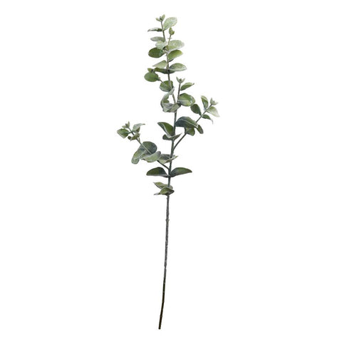 Eucalyptus twigs for decor