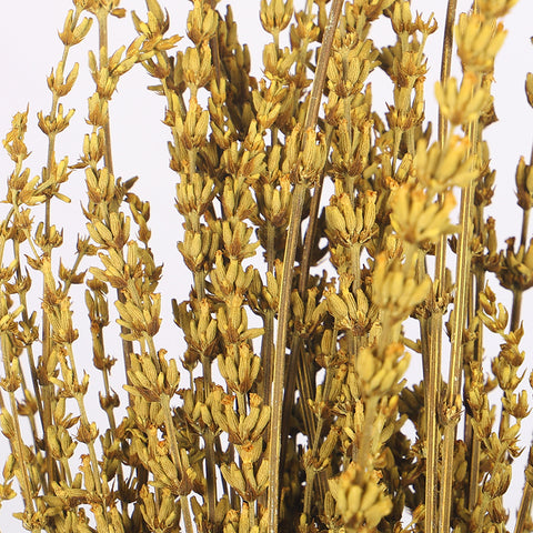 Dried Lavender Flowers