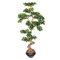 Ficus microcarpa bonsai plant for office decor