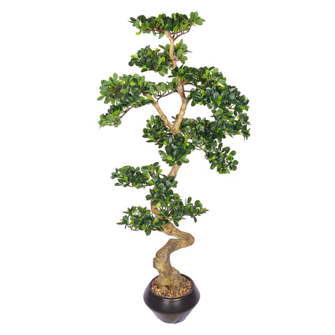 Ficus microcarpa bonsai plant for office decor