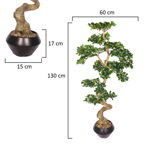 Bonsai ficus microcarpa for bedroom decor