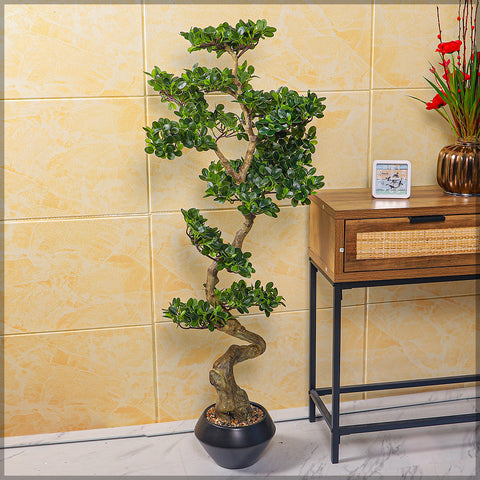 Potted ficus microcarpa bonsai plant for home decor