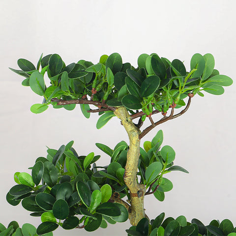 Faux bonsai ficus microcarpa for living room