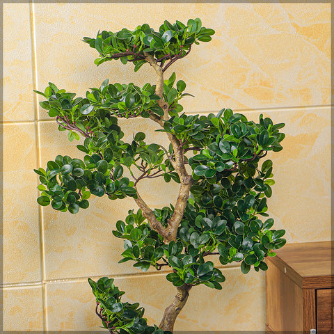 Ficus microcarpa bonsai tree for home garden