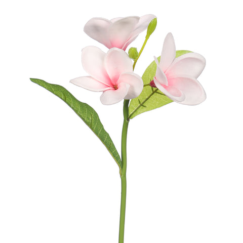 Nearly Natura Plumeria flower