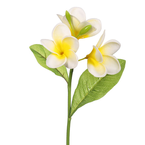 Nearly Natura Plumeria flower