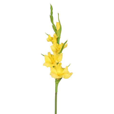 Artificial Gladiolus flower bulbs