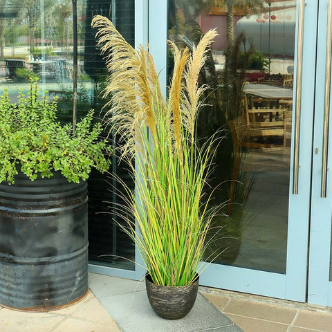 pampas Grass Plant for Elegant Home Decoration