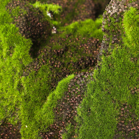 Green Moss and Stone