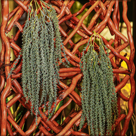 Outdoor artificial ivy vines for adding greenery to fences